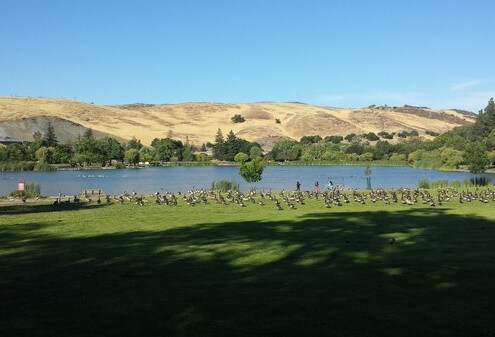 Hellyer Park ducks and lake