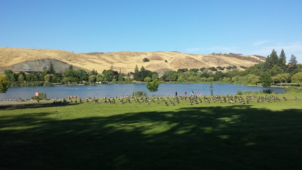 Hellyer Park ducks and lake